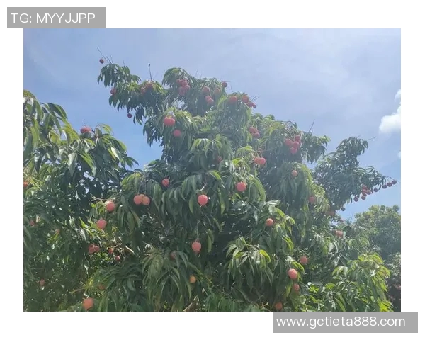 果园采摘季节乐趣，畅享自然丰收的喜悦与美好时光