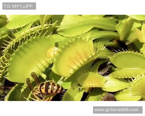 黄蜂生态系统中的关键角色与其对环境的影响分析