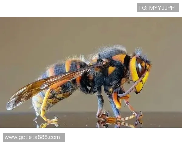 黄蜂的生物特性与生态作用探索：从进化到环境保护的多维度解析
